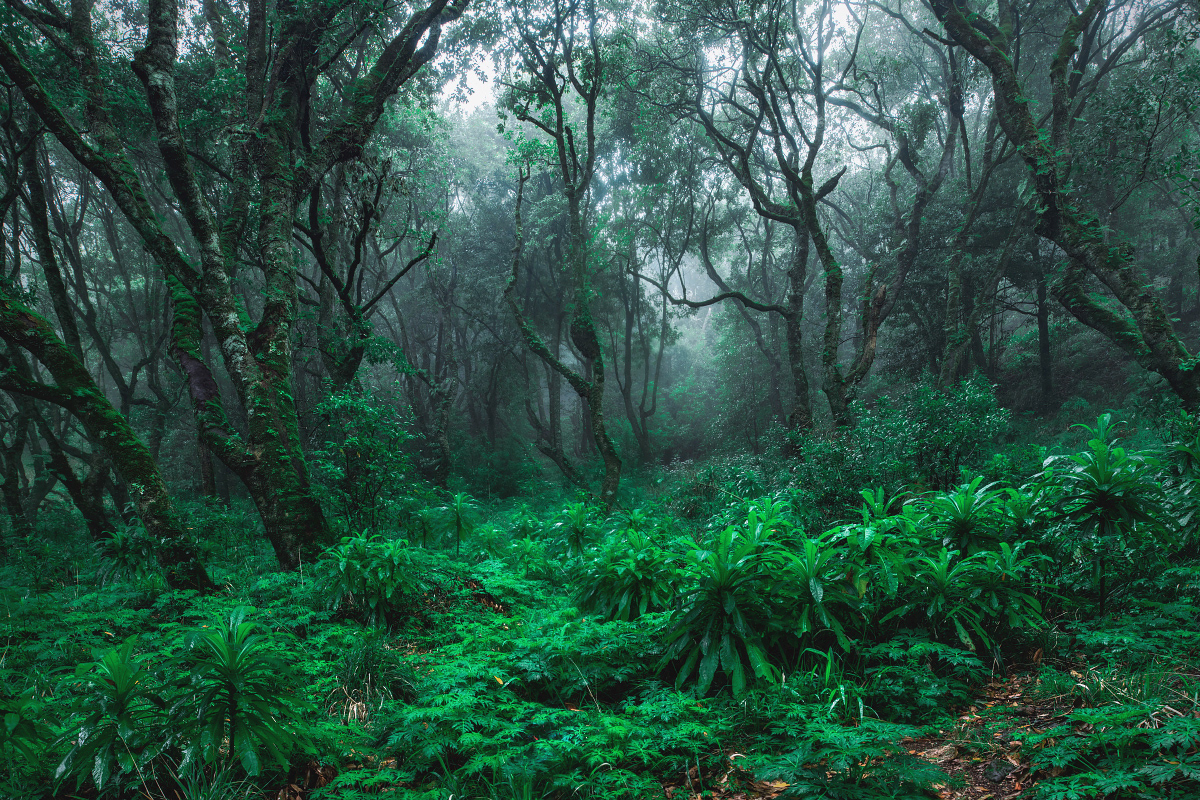 fanal fog forest Laurisilva Madeira trees wood