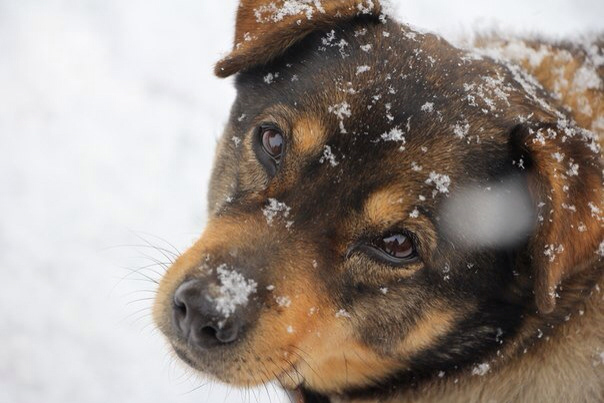 dog lovely nice snow die