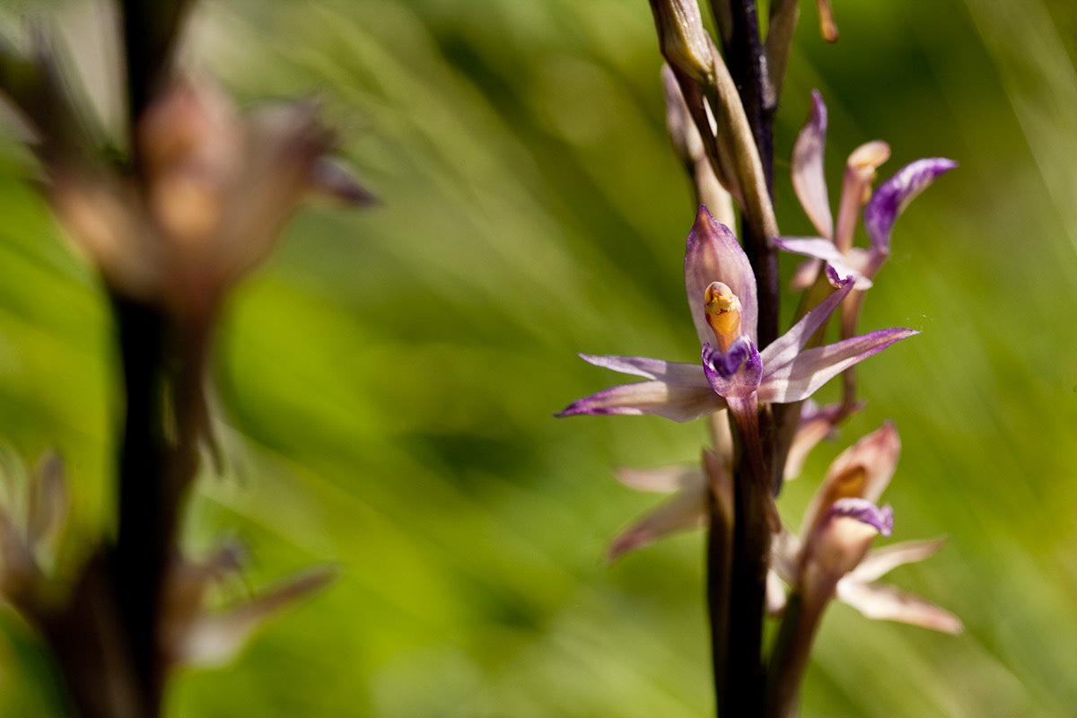 flower orchid cipripedium macro spitzelii ophrys Landscape spider