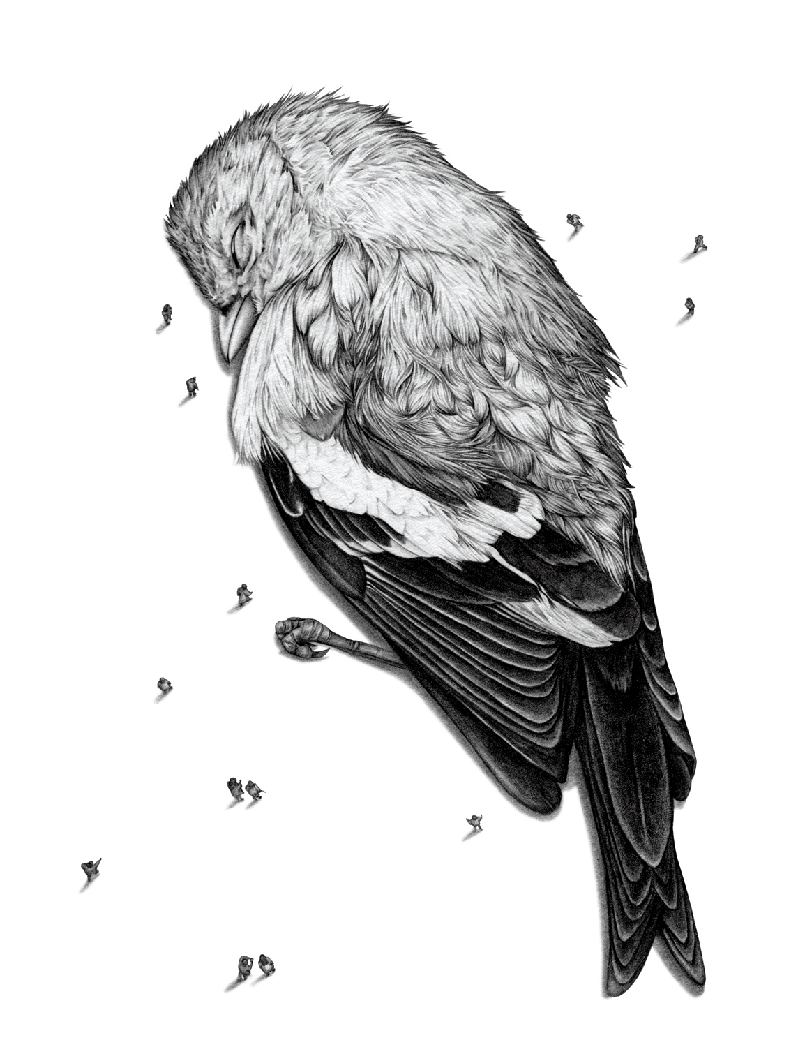 bird pencil feathers proportion death dying