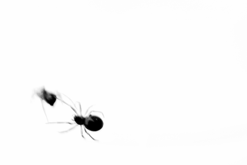salvador dali surrealism ants spiders lensbaby macro