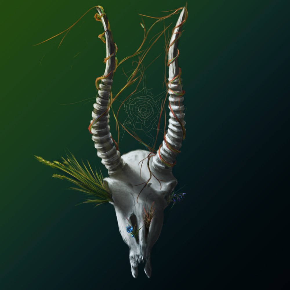saiga animal antelope skull Nature life death