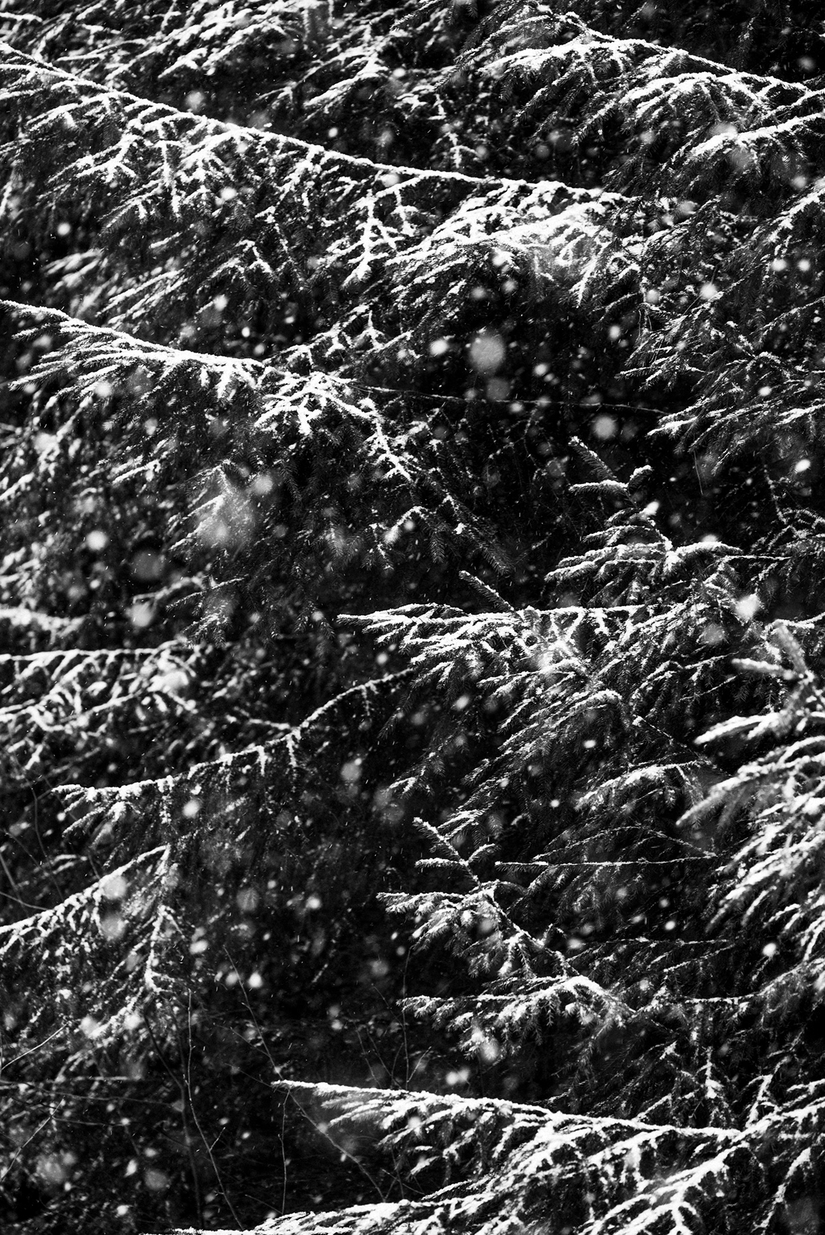 winter snow Tree  branch trunk finland b&w