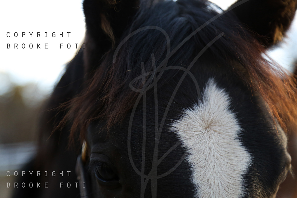 #equine #horses #horse   #dusk