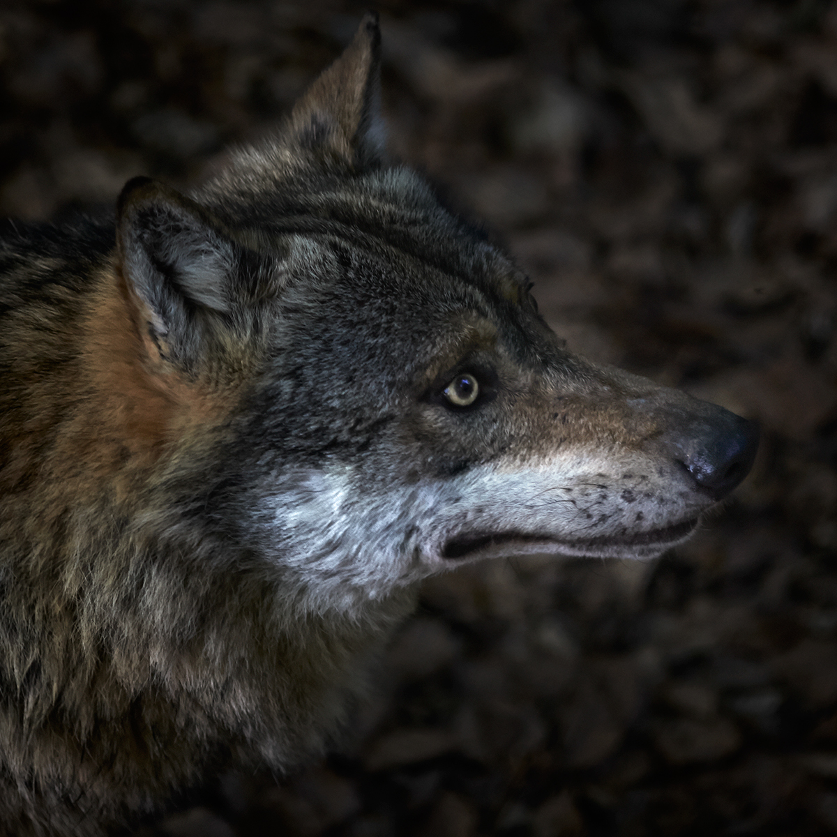 Nature animal wolf wolves forest