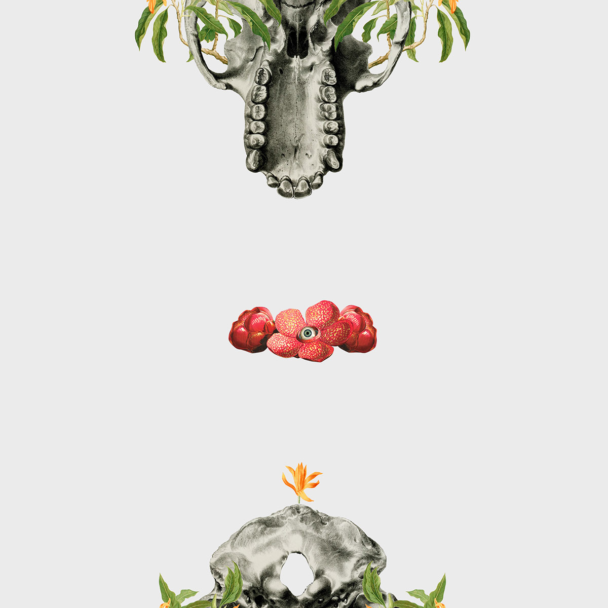 collage art Flora fauna skull flower bear skeleton eye oranguta