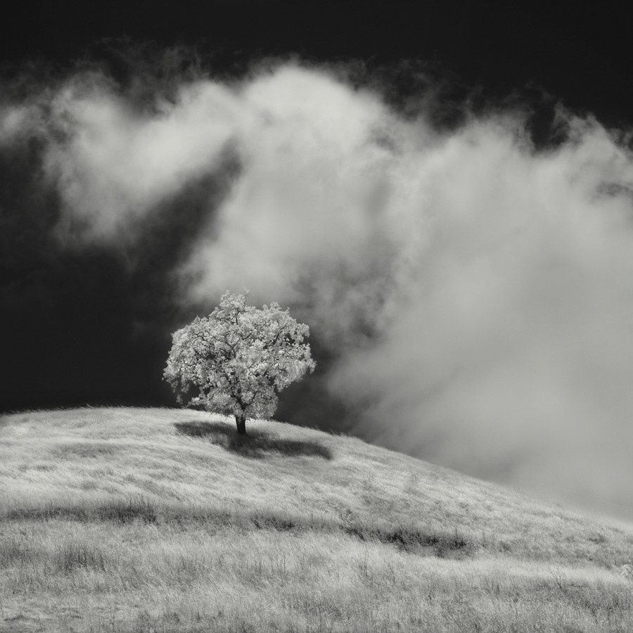 infrared black and white monochrome lone tree Marin County California Landscape