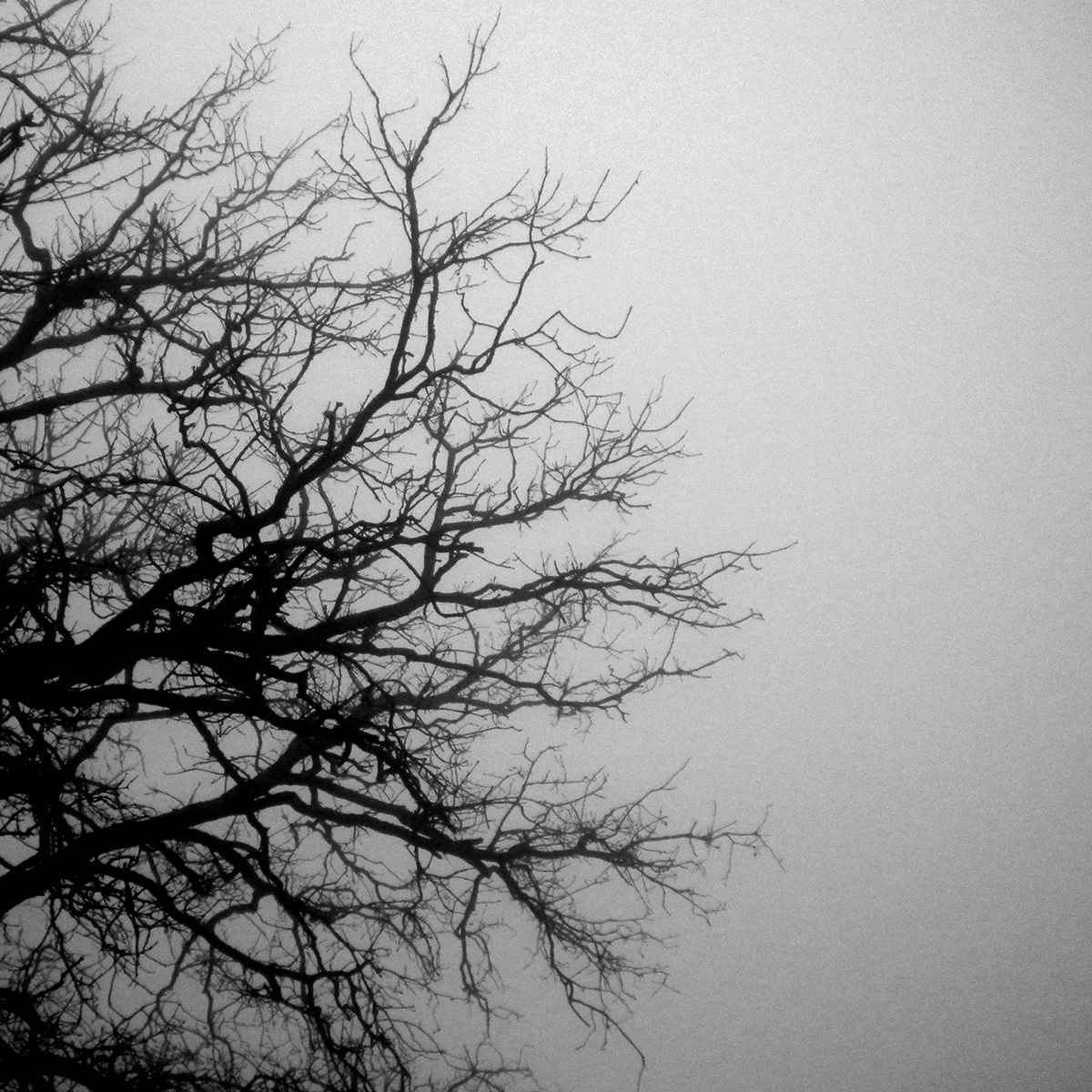 fog photograph