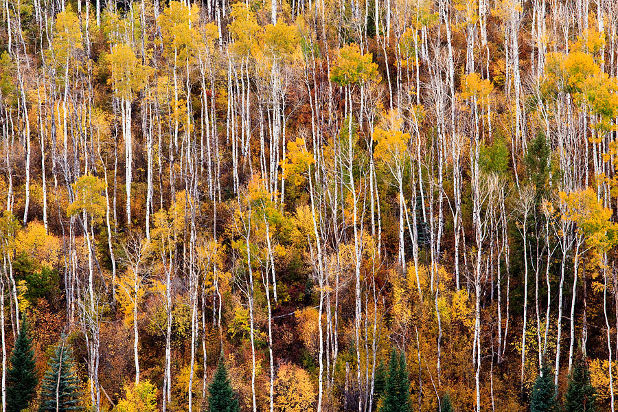Colorado autumn Fall trees Nature landscapes aspens yellow snow