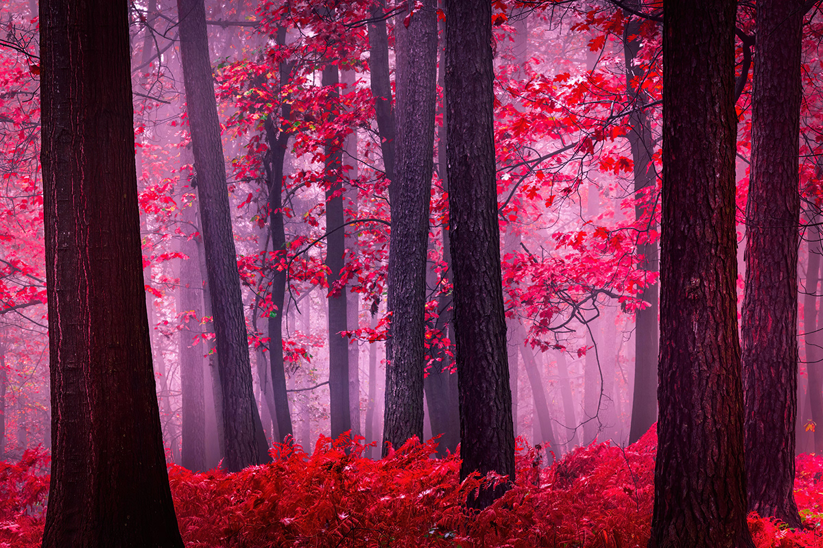 autumn fog forest Landscape leaf mist Nature red Tree  wood