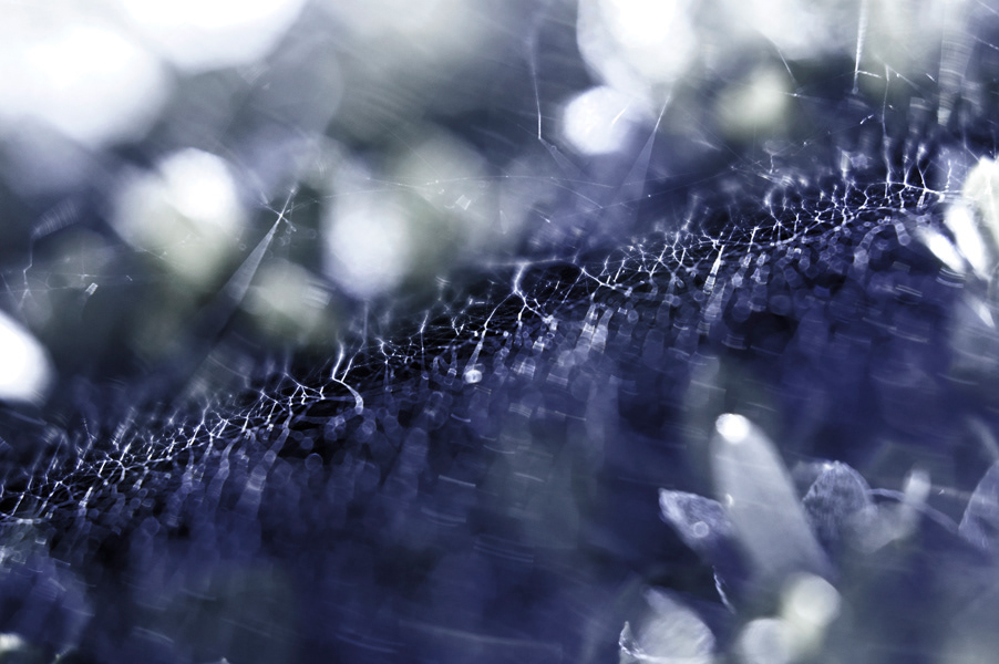 spiderweb cob⋅web