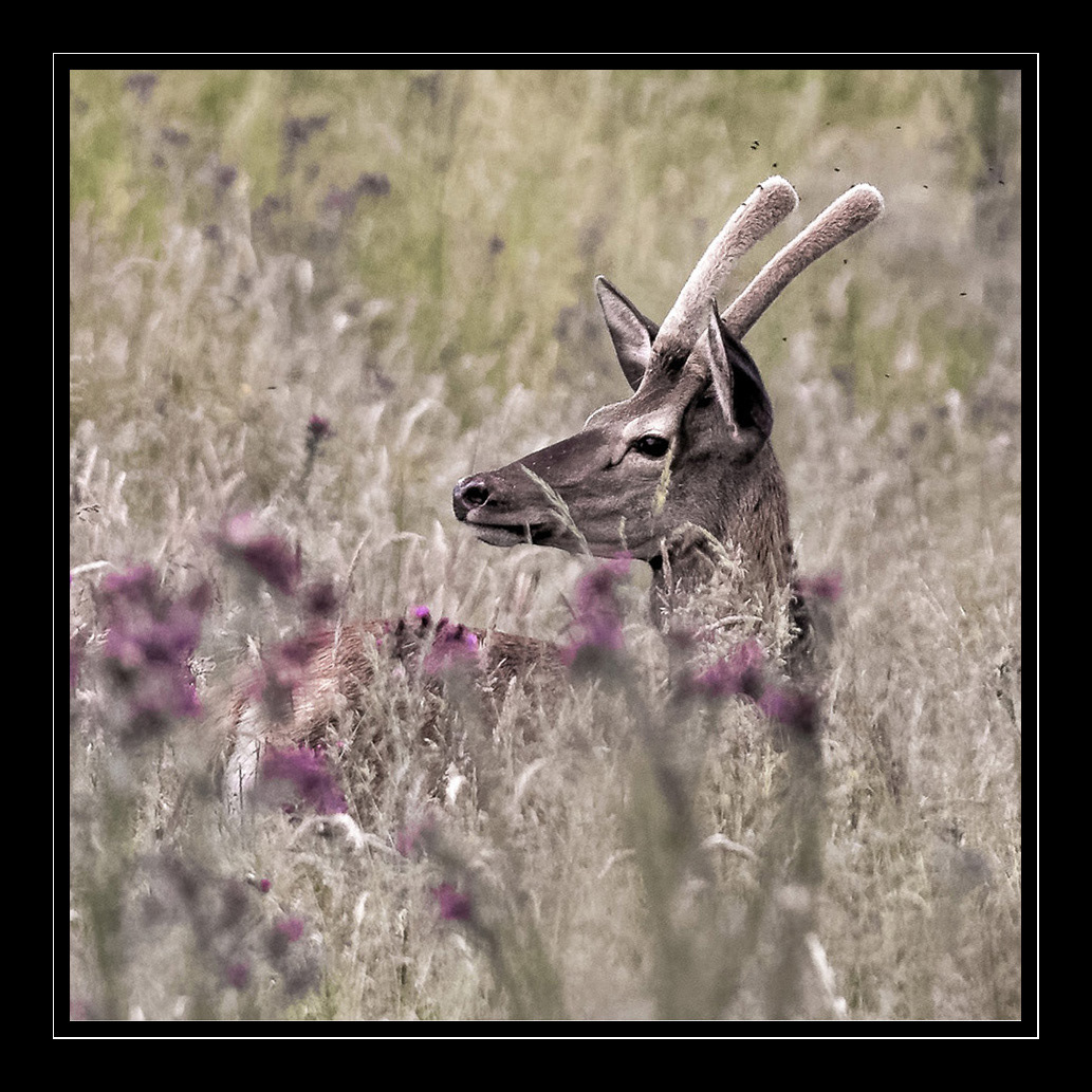 cerfs DAGUET grand-cerf Isabelle Cros quercy animalier tierfotografie 动物摄影 動物写真 鹿