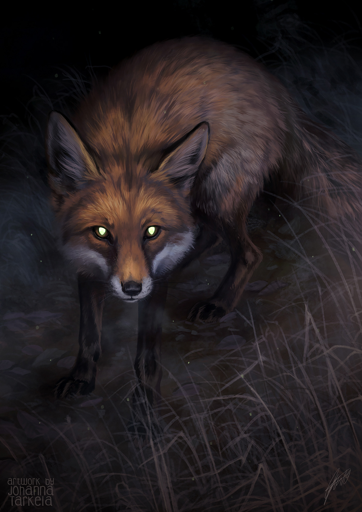 tapetum lucidum FOX red fox urban wildlife night feral animal
