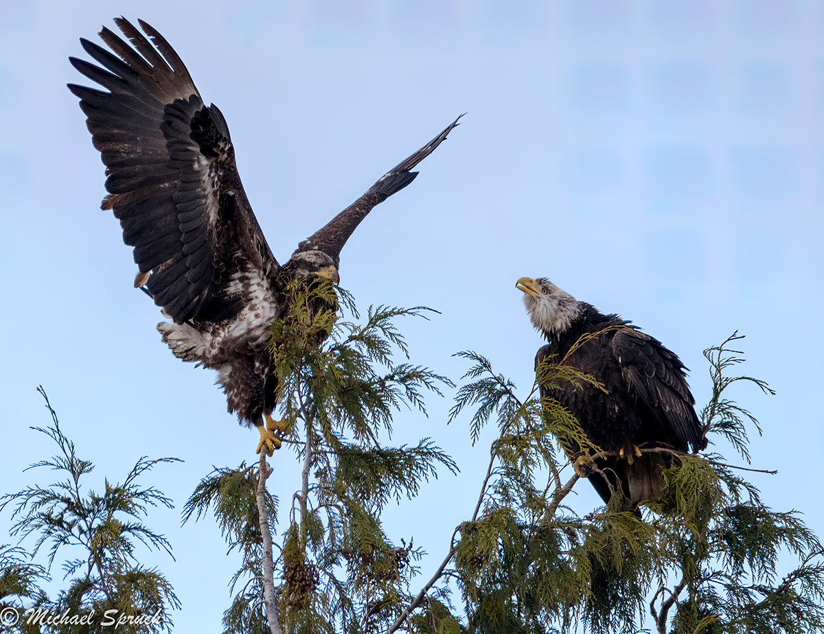 birds eagles edison Nature Washington wildlife