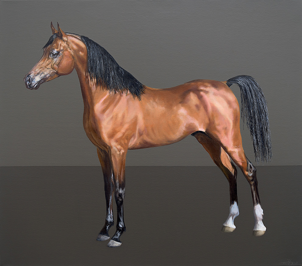 horse arabian araber Pferd