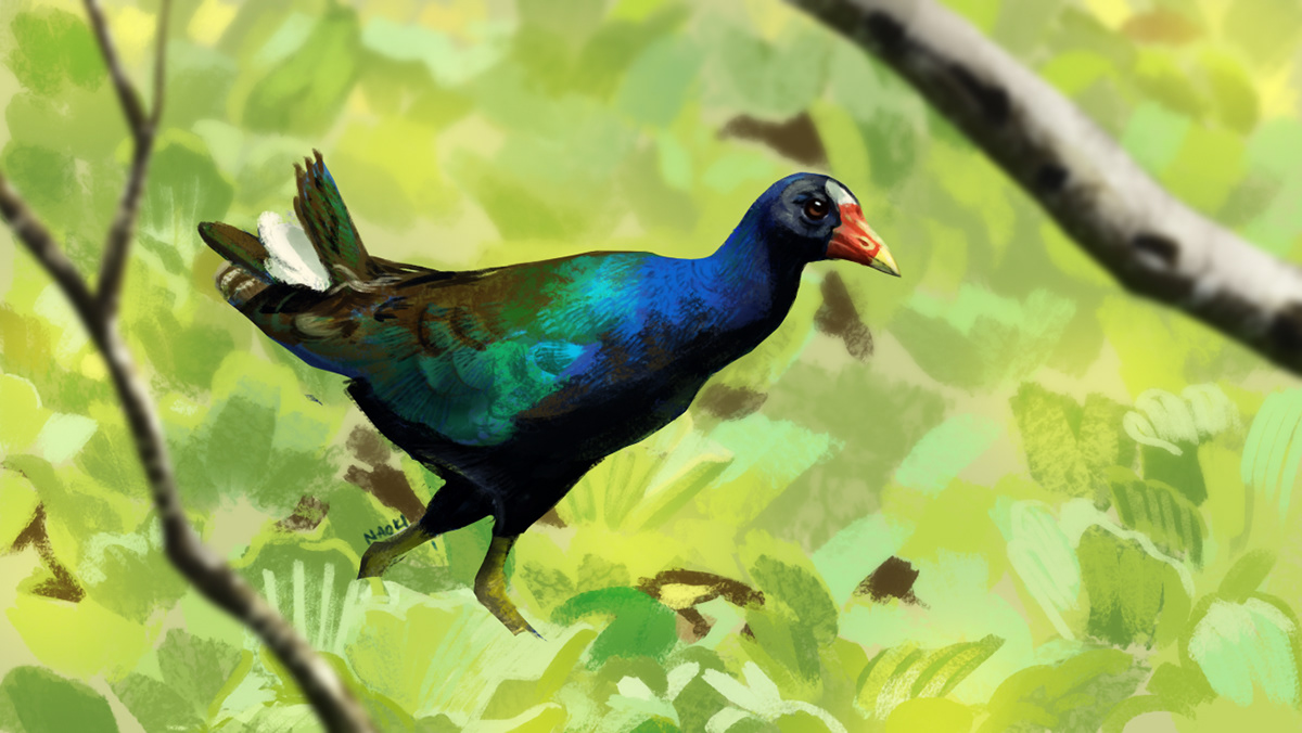 bird digital painting Nature process realistic wildlife