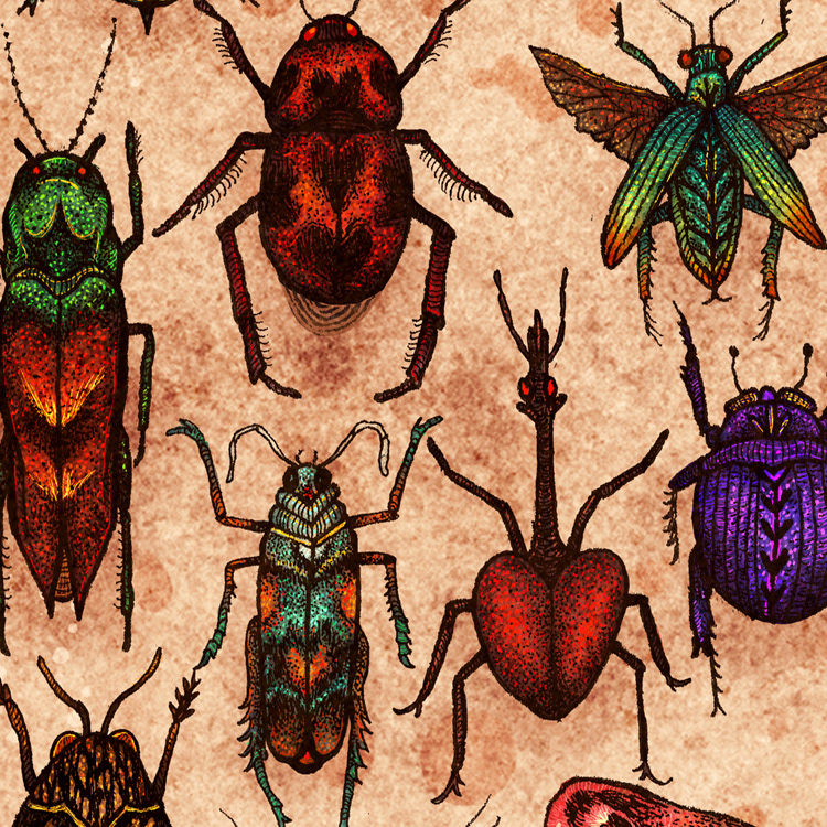 Insects scientific illustration animals bugs chart ink