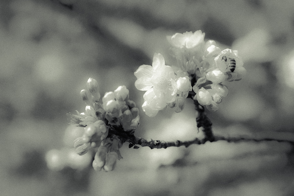 Cherry Blossom Nature