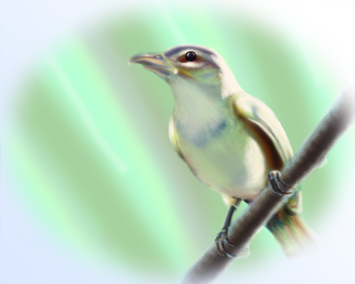 vireo bird animal Nature digital painting digital