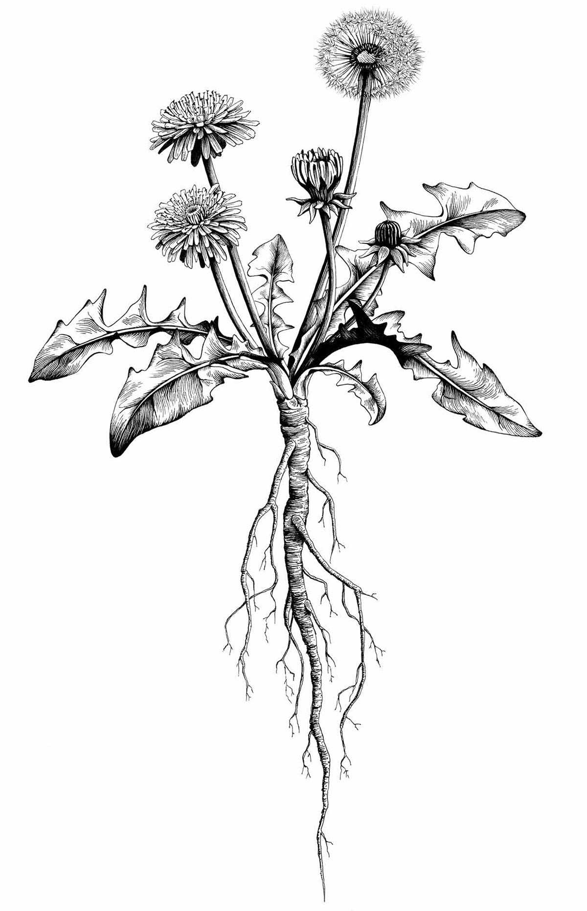 Plant botany dandelion scientific illustration ink black and white salad natural flower Hayfield