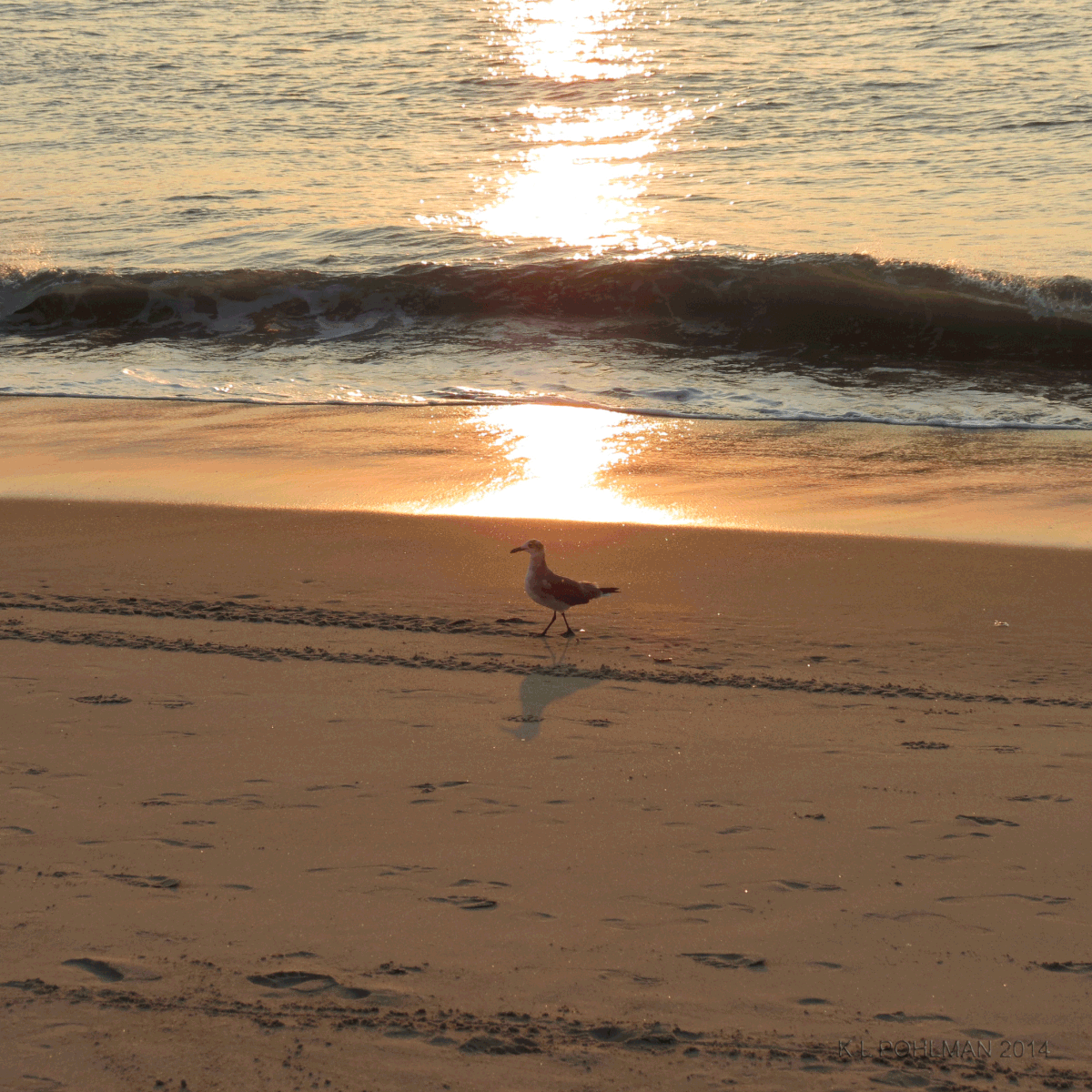 beach walk seagull ocean seagull Atlantic Ocean ocean sunrise virginia beach