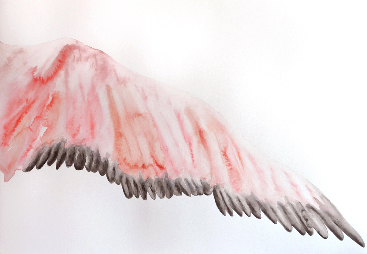 Adobe Portfolio flamingo watercolour Drawing  ILLUSTRATION  art bird pink black ink paper