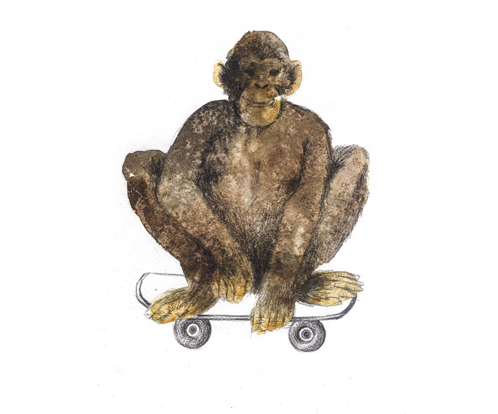 animals extreme животные экстрим Bicycle skateboard roller-skates kick scooter