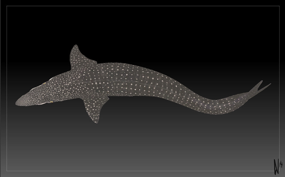 helicoprion Fossil jurassic tooth whorl shark prehistoric paleo scientific illustration reconstruction spiral denture Zbrush Octane Render sculpture underwater texture