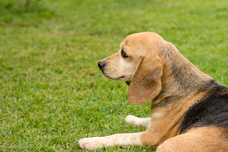 Poodle beagle golden retriever Daschund pet photography Pet dog cachorro cão vira-lata fotografia de pet animais de estimação