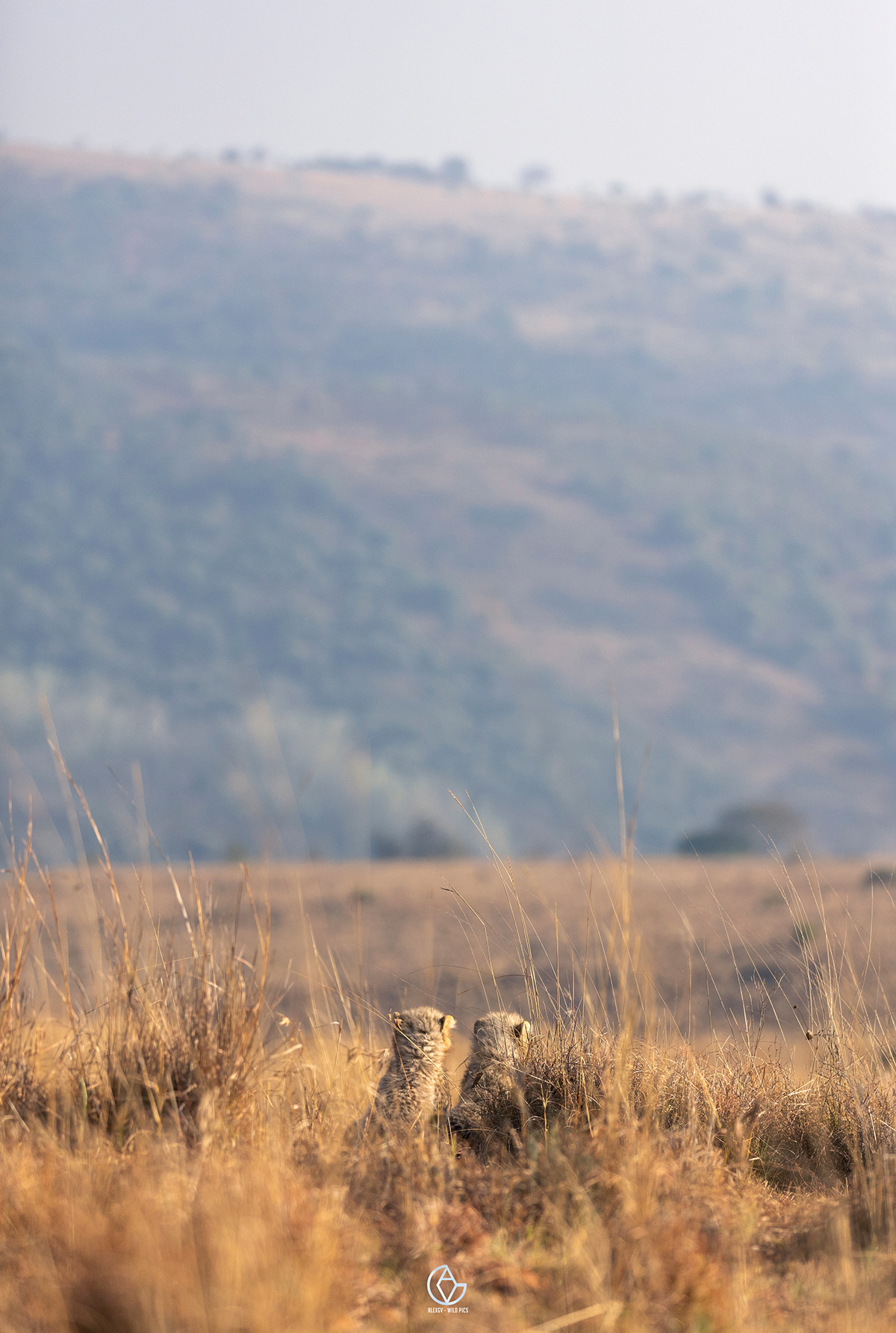 animal animalphotography cheetah Cheetahs conservation reintroduction Rewilding wildlife Wildlife photography
