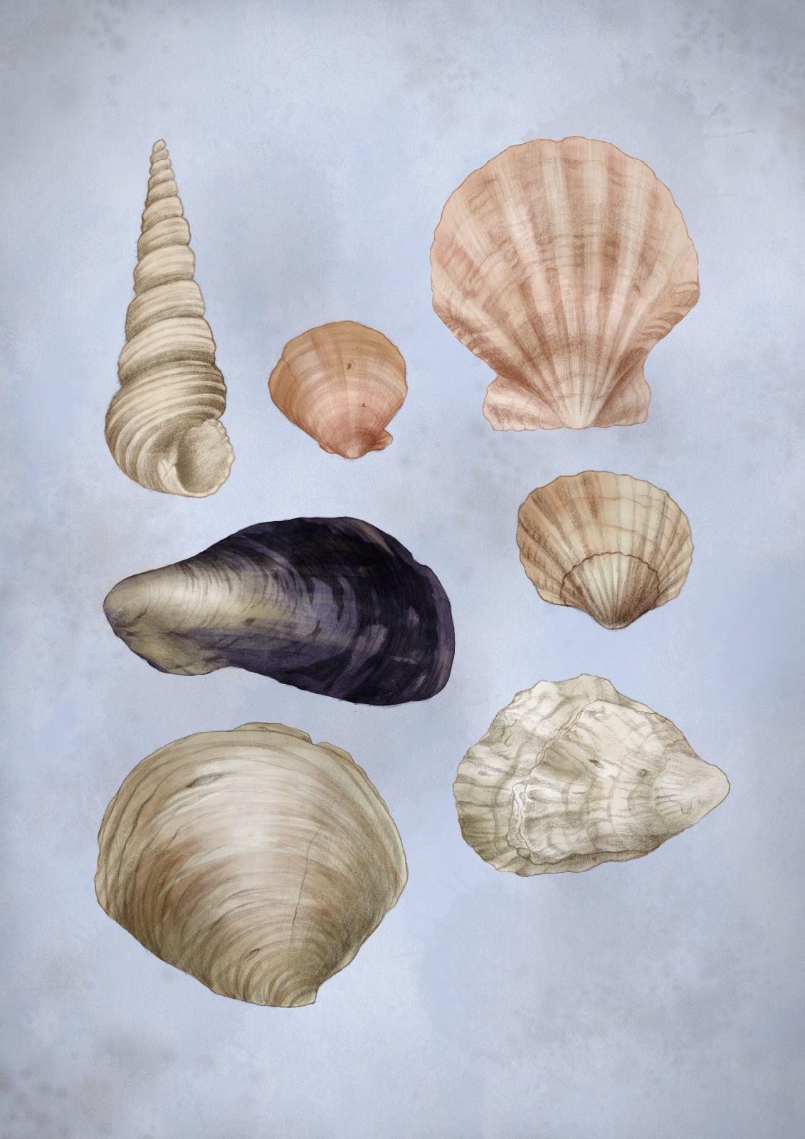 beach sea Seaside shell Shells seashell clam oyster mussel