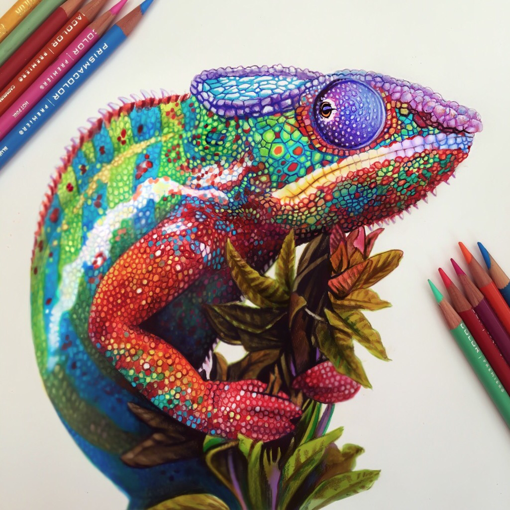 colorful chameleon ILLUSTRATION  colored pencil