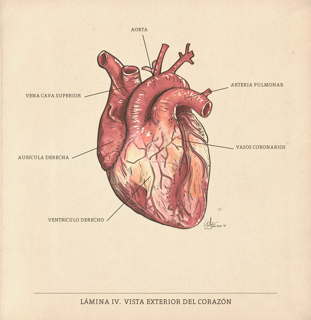 cardiology divulgation science heart walpok scientific illustration ILLUSTRATION 