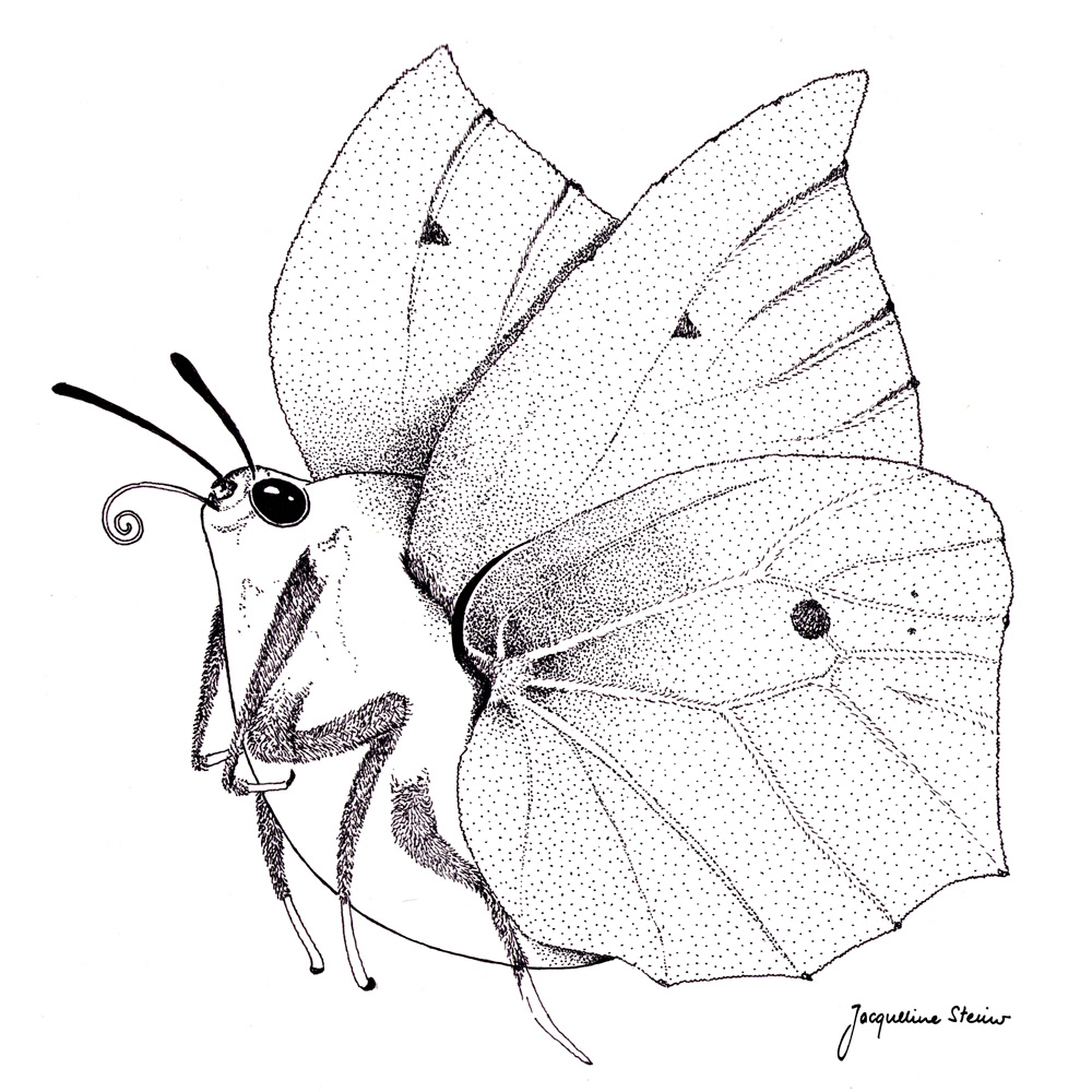 insekt poem schmetterling Zitronenfalter Nature animal