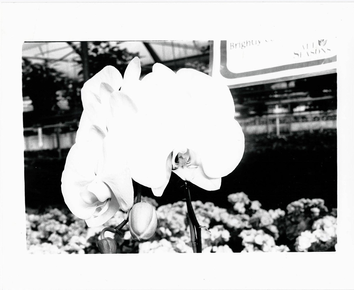 black White Canon eos3 greenhouse plants detail closeup filmroll