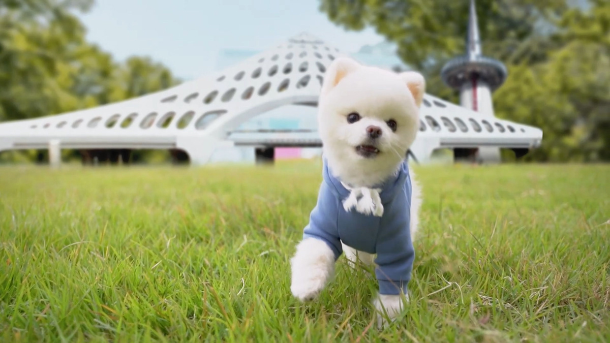city dog Korea Landmark puppy southkorea state tracking Travel