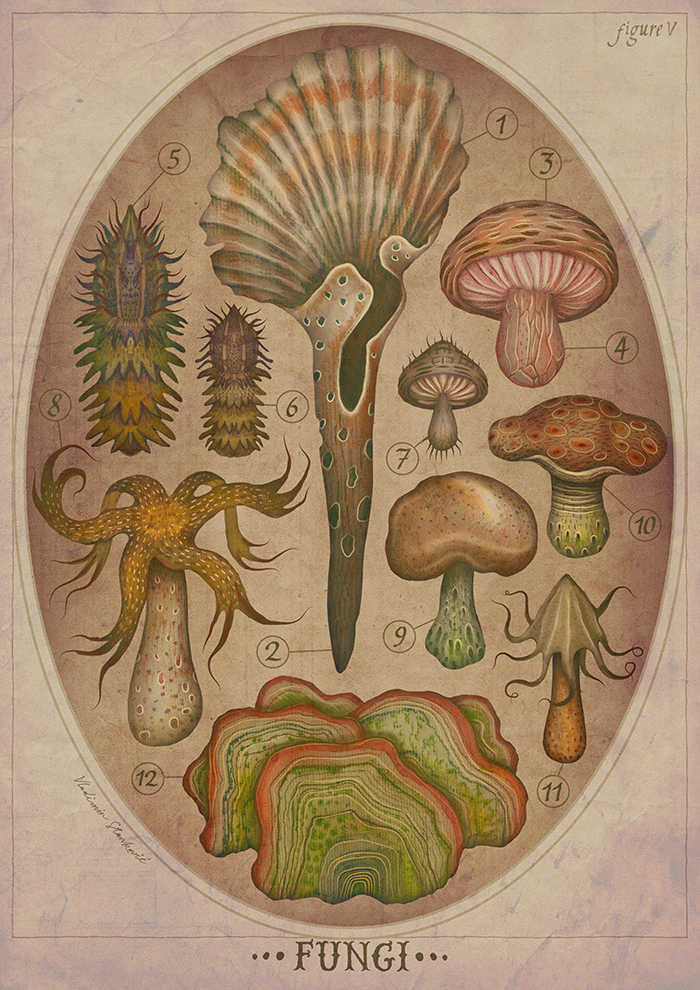 Fungi fungus Mushrooms mushroom illustration fungi art natural history illustration book illustration Picture book nature artwork SciArt