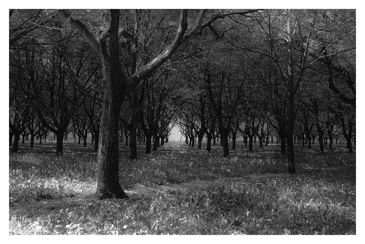 woods forest black and white trees