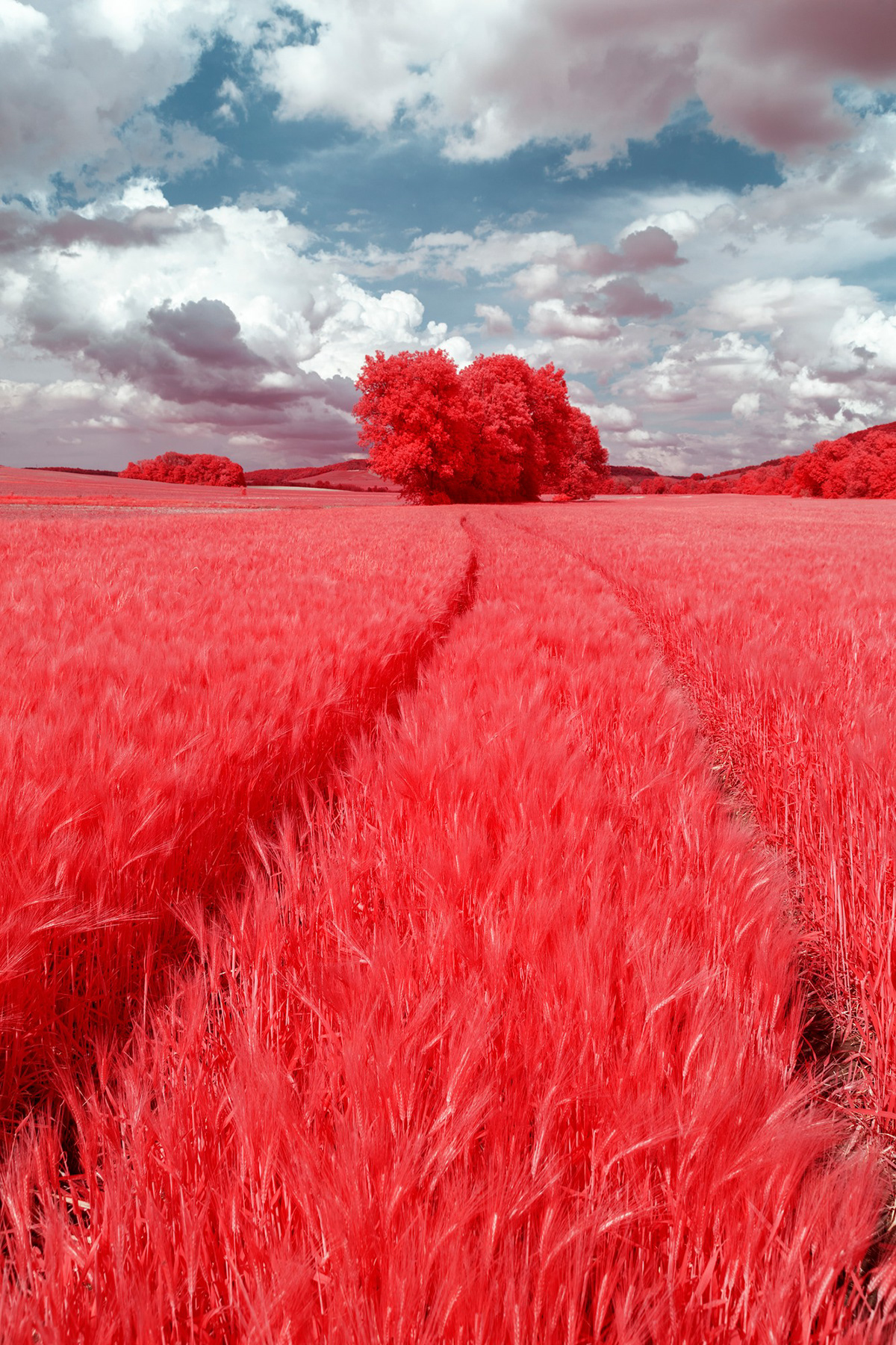 Aerochrome france infrared infrared photography Landscape Nature nature photography Photography  reportage social