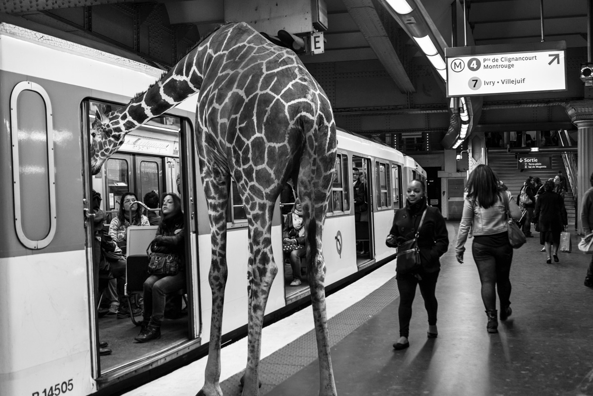 girafes girafe subway Paris black and white noir et blanc zebra zebras elephant elephants monkeys animals