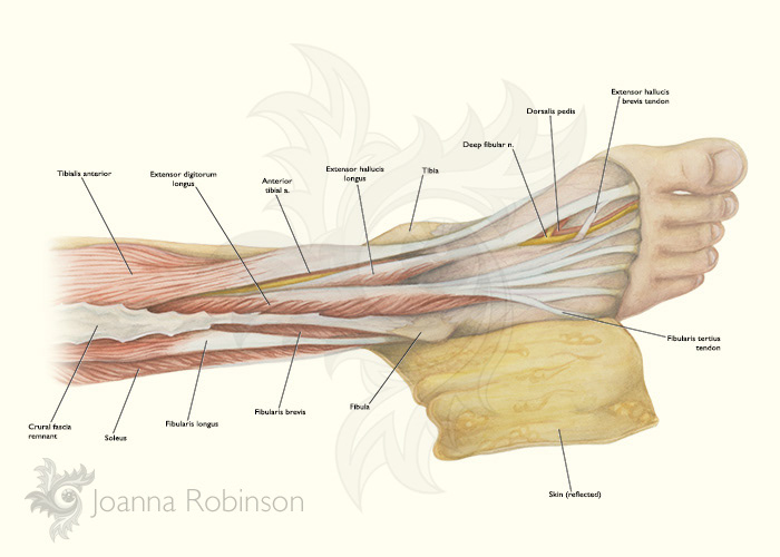 anatomy leg foot muscle medical illustration