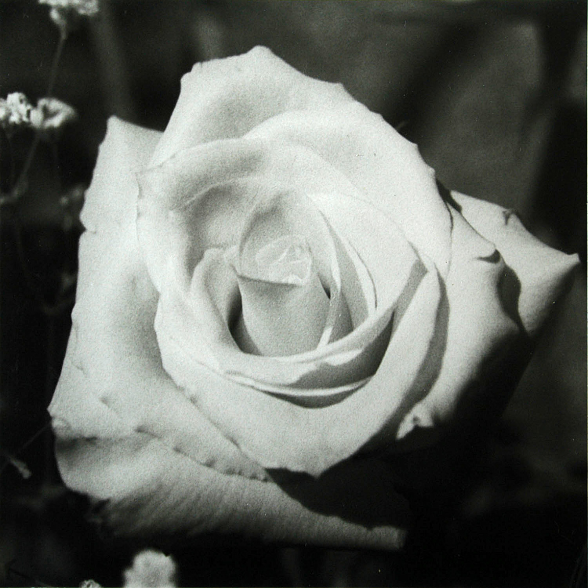 quilt 35mm myself rose lightmeter 4x5 photography bellows medium format