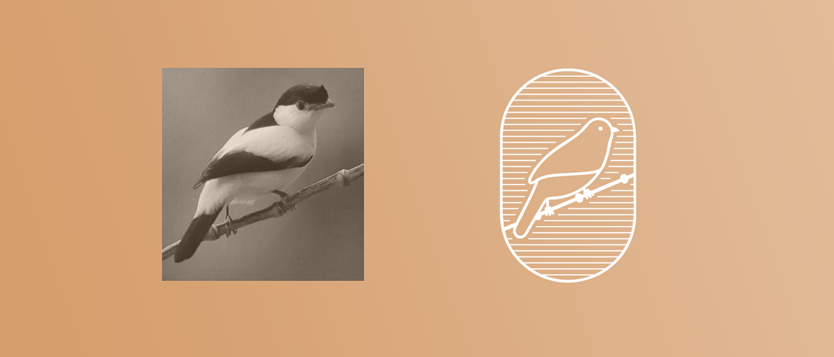 bird logo Logotipo Logotype marca pássaro studio