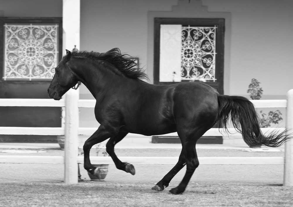 sorec Morocco Casablanca bouznika meknes turf race track fantasia horse cheval pure blood pur sang Arab arabe Maroc