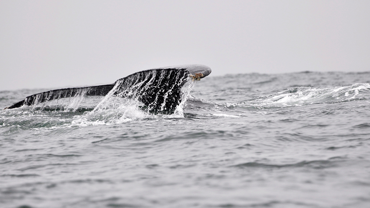 Ocean whales colombia humpback whales pacific ocean migration