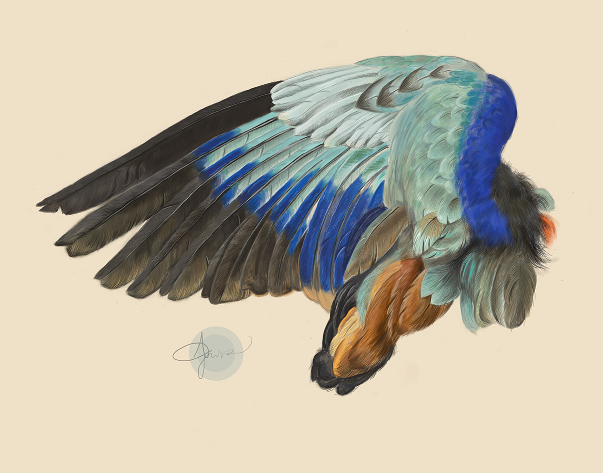 wing bird Albrecht Durer hans hoffmann scientific illustration digital feathers
