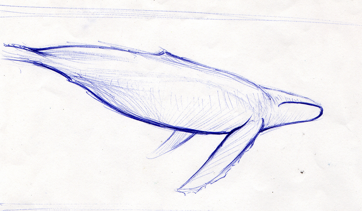 water  manta Whale