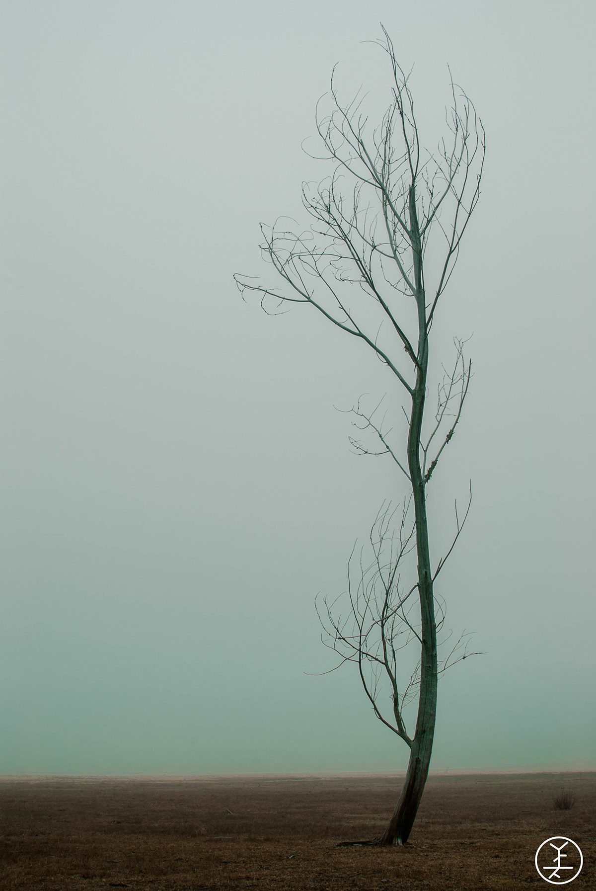 Treemensions Tree  fog mist misterious Nature natural branches death soria