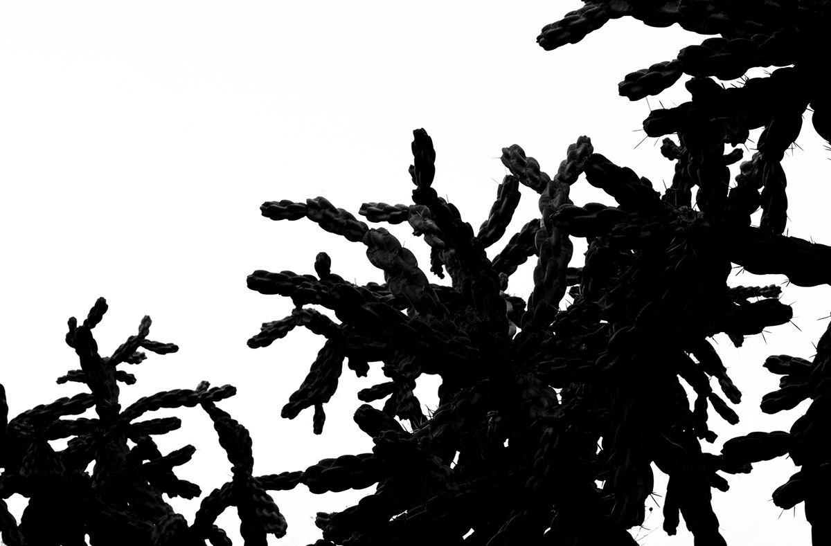 Panicactus cactus cacti Spines spine plants vegetation greenery black and white jaime torres Fotografia fotografie Photographie