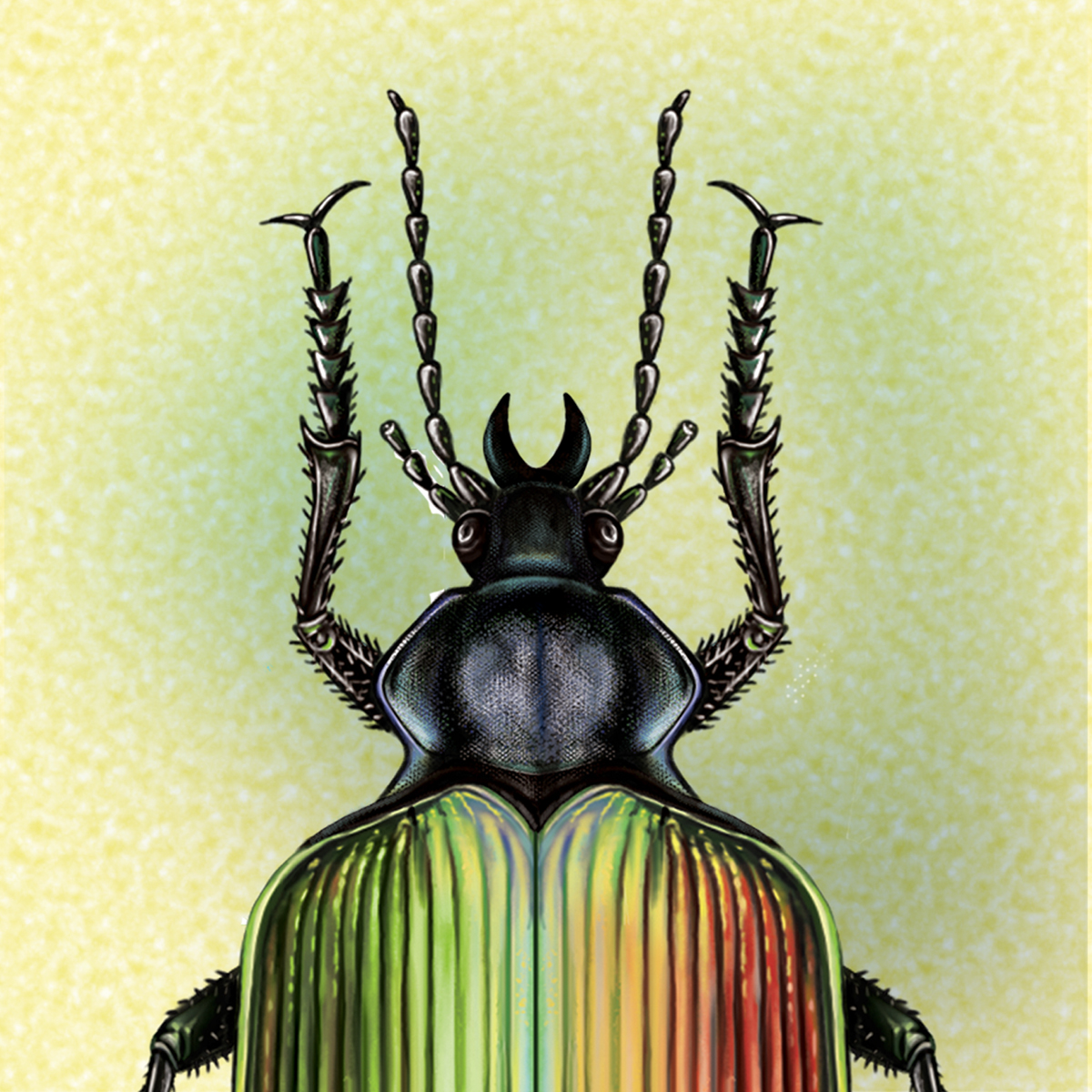 beetle böcek illüstrasyonu böcek entomology entomological digitalart calosama sycophanta avcı orman caterpillar